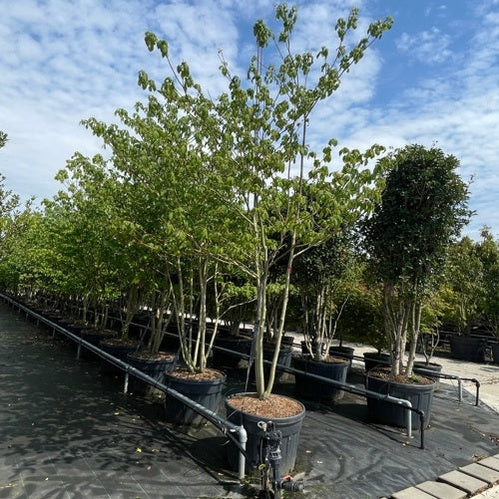 Pagodkornell - Cornus controversa 350-400 MS CONT