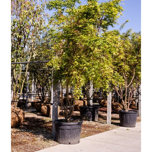 Japansk lönn - Acer palmatum 'Sangokaku' 300-350 MS CONT