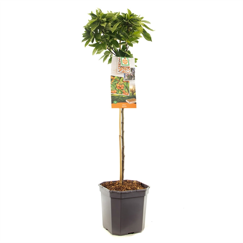 Malus &