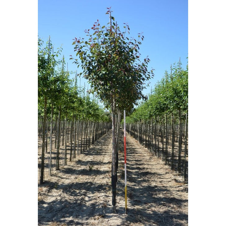 Prydnadsapel - Malus 'Rudolph' - Stammens omkrets 14-16 cm, höjd 3,5-4 meter, HS,