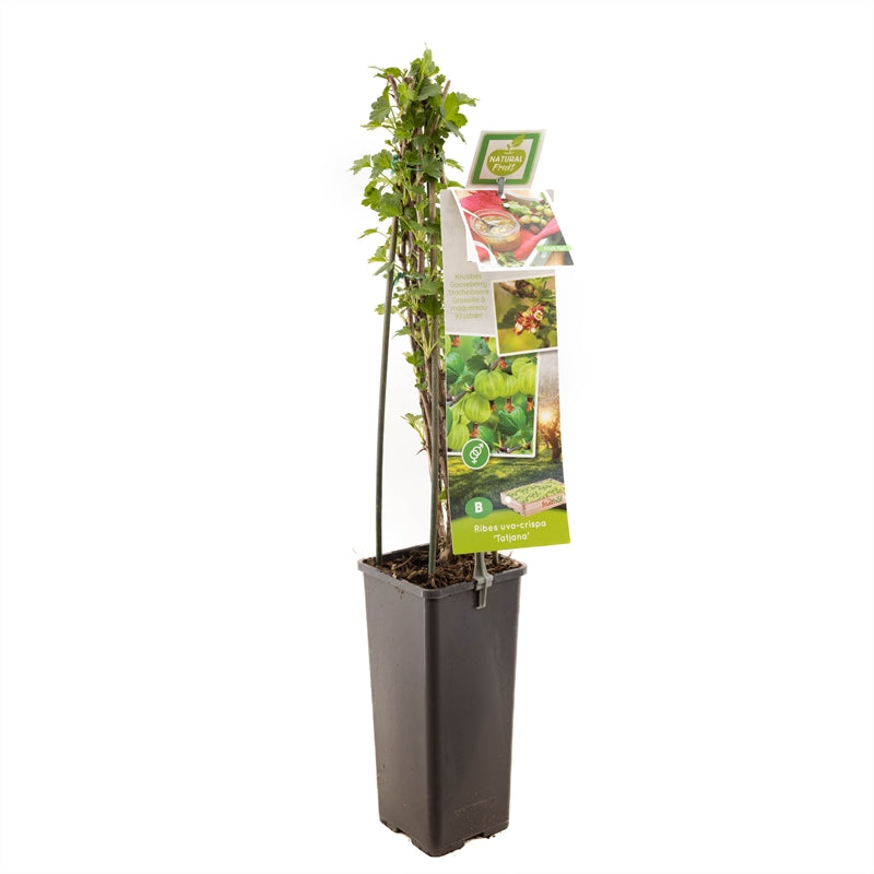 Krusbär Ribes uva-crispa &