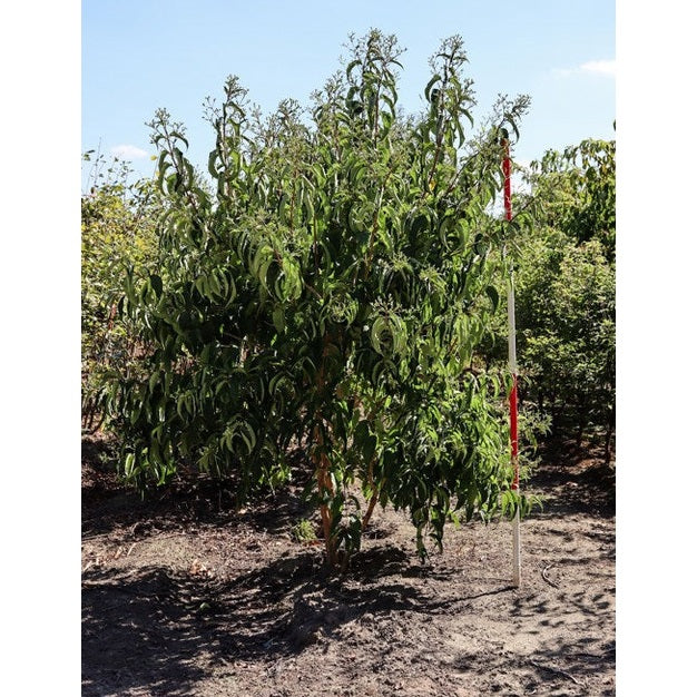 Kaprifol - Heptacodium miconioides 200-250 MS