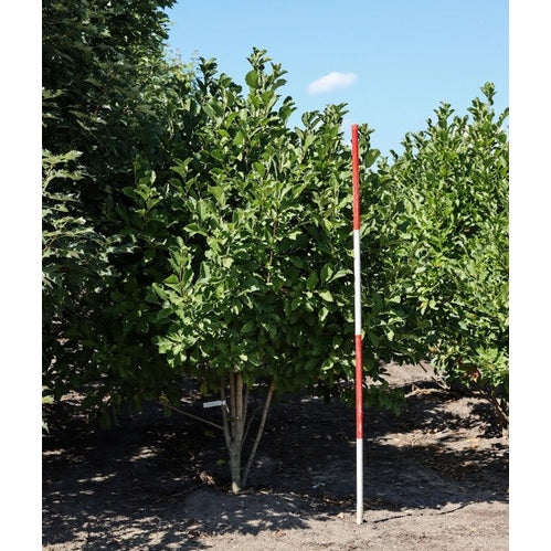 Japansk magnolia - Magnolia kobus 200-250 MS DRKL