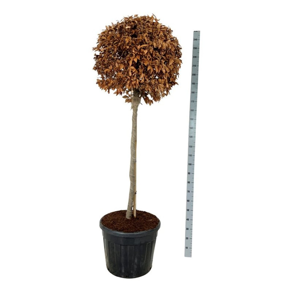 Fagus sylvatica Stamträd 125 cm P60/C90