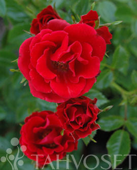 Rosa &