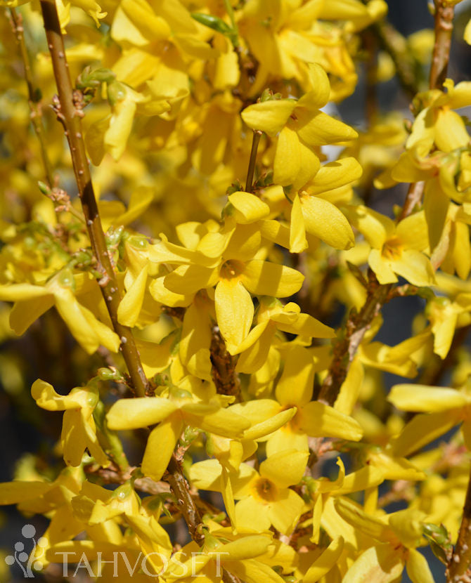 Praktforsythia &