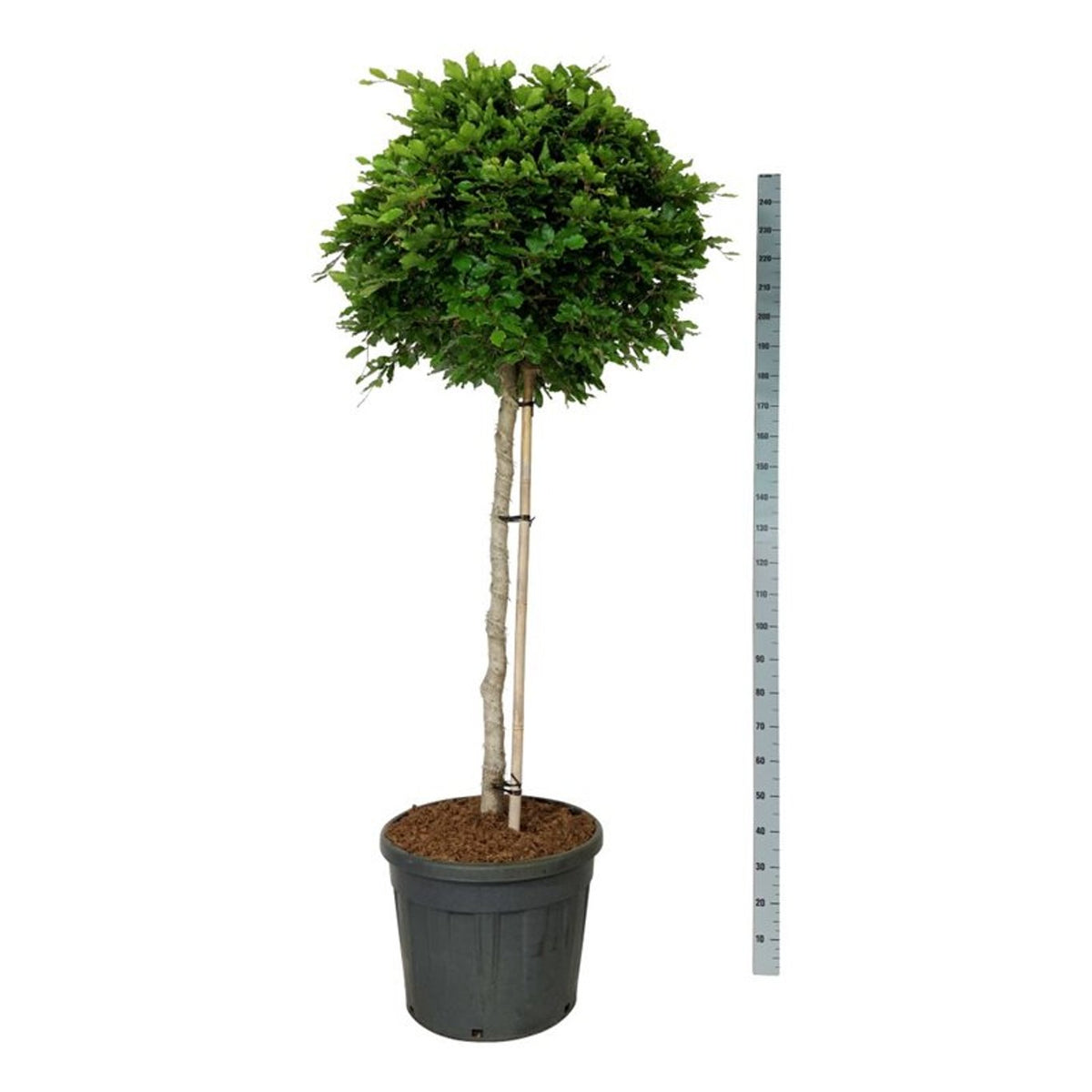 Fagus sylvatica Stamträd 125 cm P60/C90