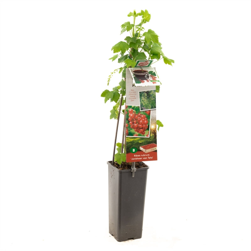 Ribes rubrum &