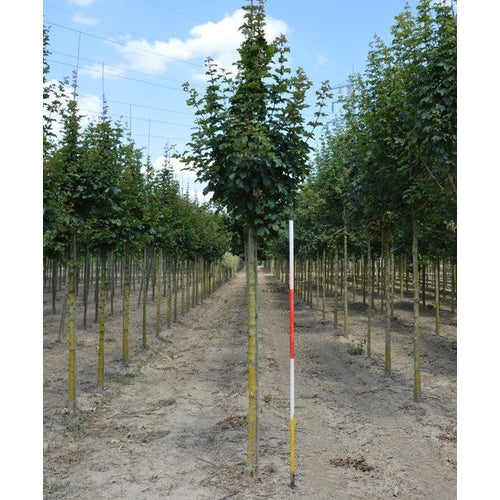 Naverlönn - Acer campestre 'Lienco' - Stammens omkrets 16-18 cm, höjd 3,5-4 meter, HS,