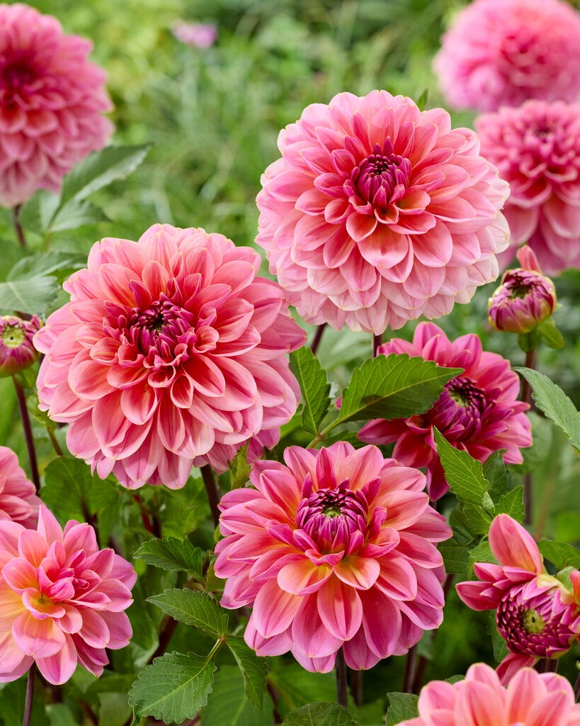 Dahlia Dalmuti Jester Dekorativ 1-pack NYHET