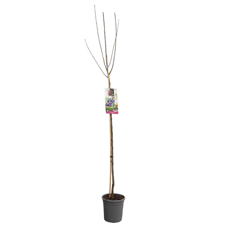 Prunus domestica &