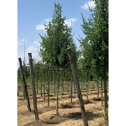 Dvärglönn - Acer monspessulanum - Stammens omkrets 16-18 cm, höjd 3,5-4 meter, HS,