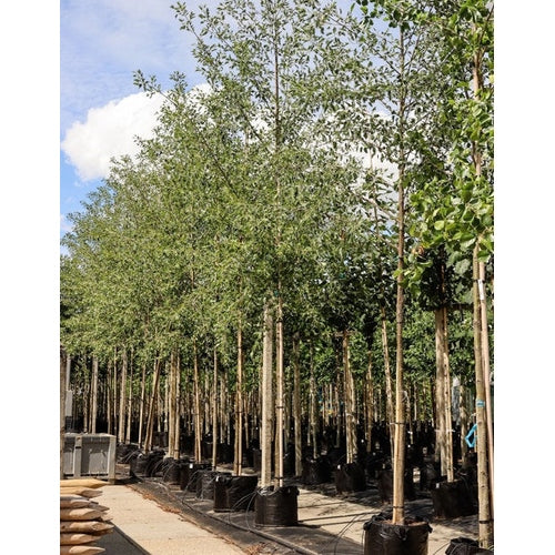 Klibbal - Alnus glutinosa 'Laciniata' - Stammens omkrets 16-18 cm, höjd 3,5-4 meter, HS, CONT