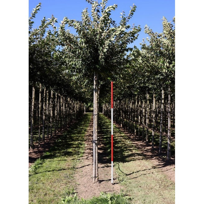 Vinterkörsbär - Prunus subhirtella &