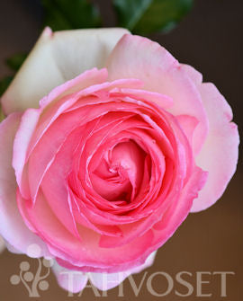 Rosa &