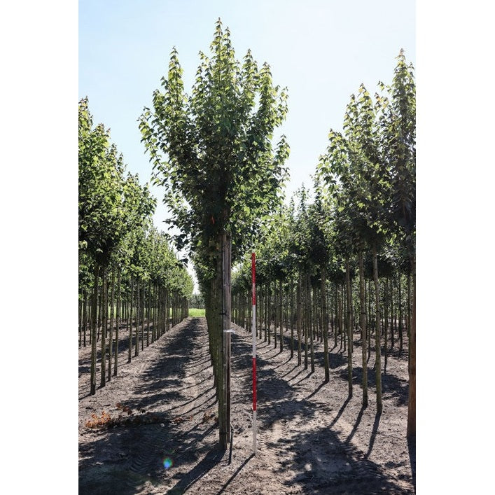 Rödlönn - Acer rubrum 'Sun Valley' - Stammens omkrets 14-16 cm, höjd 3,5-4 meter, HS, COCO