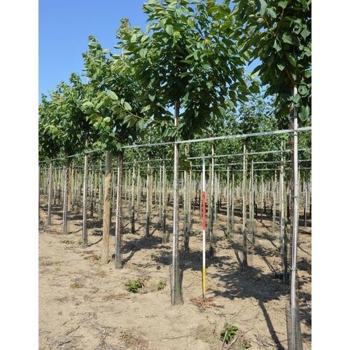 Sötkörsbär - Prunus avium 'Kordia' - Stammens omkrets 14-16 cm, höjd 3,5-4 meter, HS,