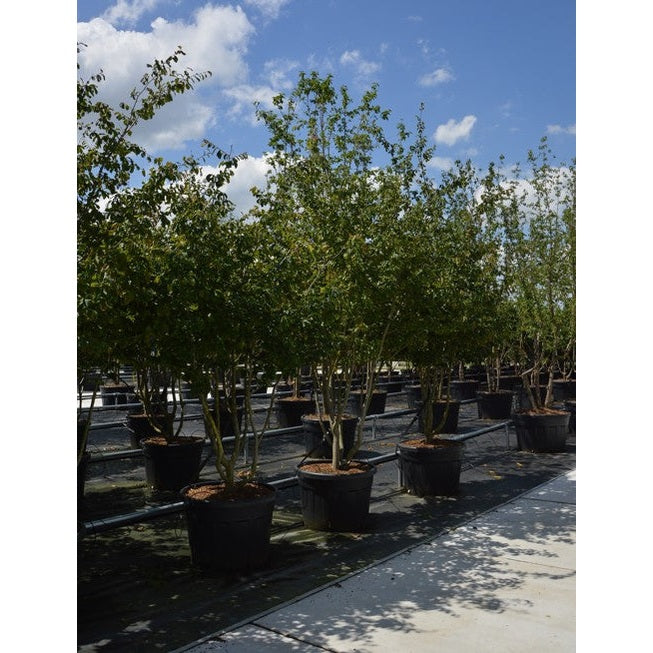 Papegojbuske - Parrotia persica 300-350 MS CONT