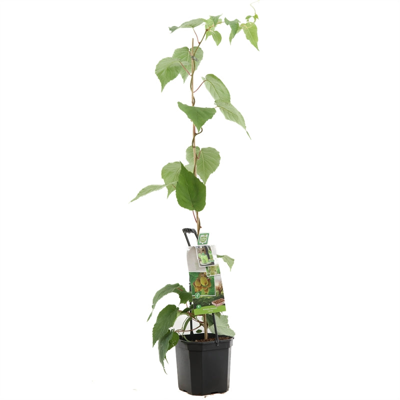 Actinidia deliciosa &