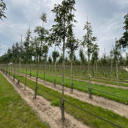 Mannaask - Fraxinus ornus 'Toonen' - Stammens omkrets 16-18 cm, höjd 3,5-4 meter, HS,