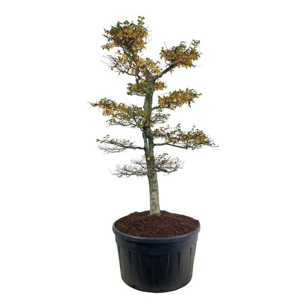 Carpinus betulus Bonsai 225–250 cm