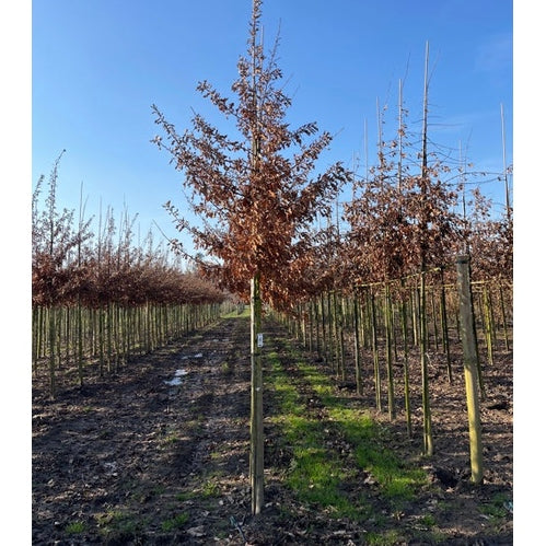 Turkisk ek - Quercus cerris - Stammens omkrets 14-16 cm, höjd 3,5-4 meter, HS,