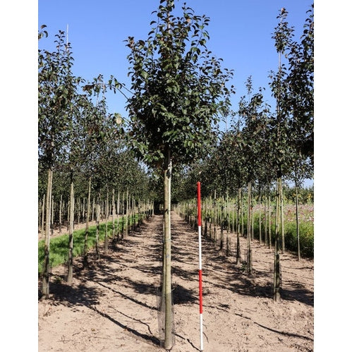 Prydnadsapel - Malus 'Mokum' - Stammens omkrets 16-18 cm, höjd 3,5-4 meter, HS,
