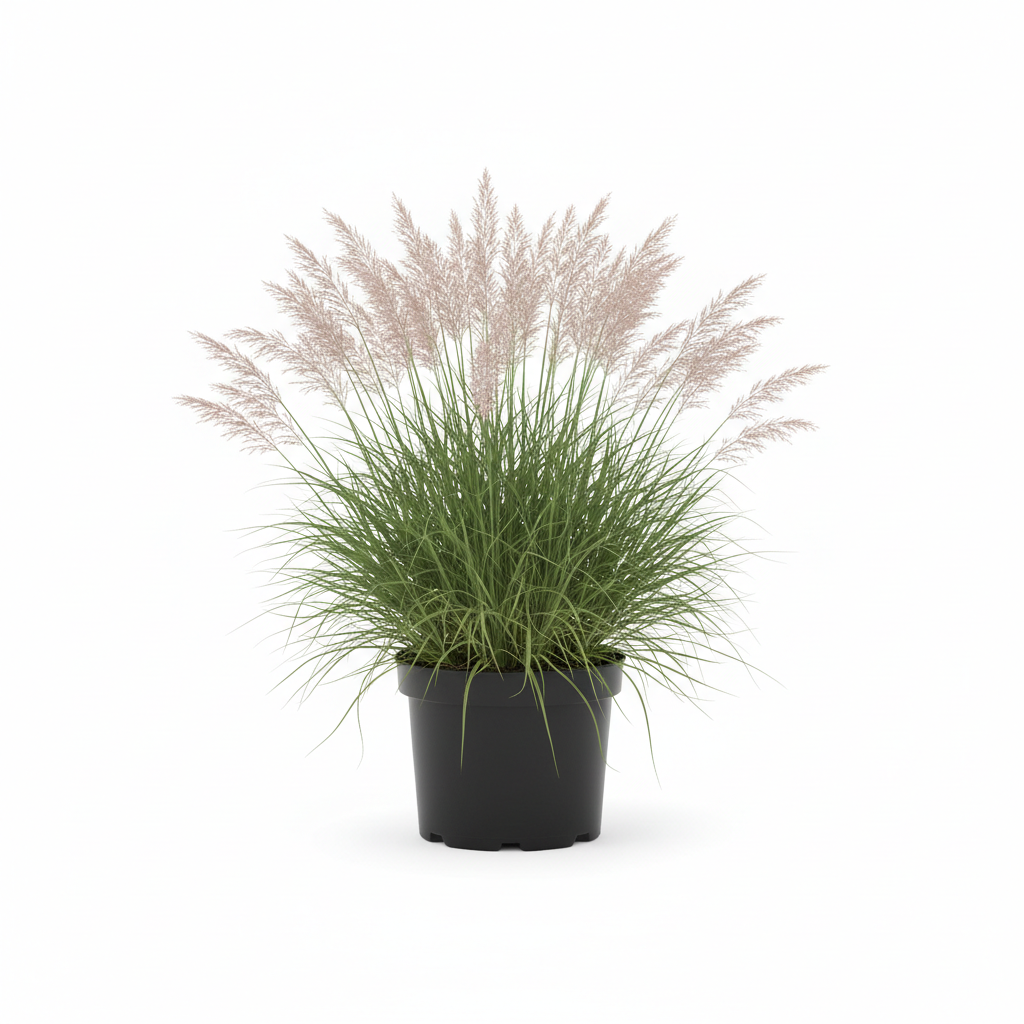 Glansmiskantus – Miscanthus sinensis &