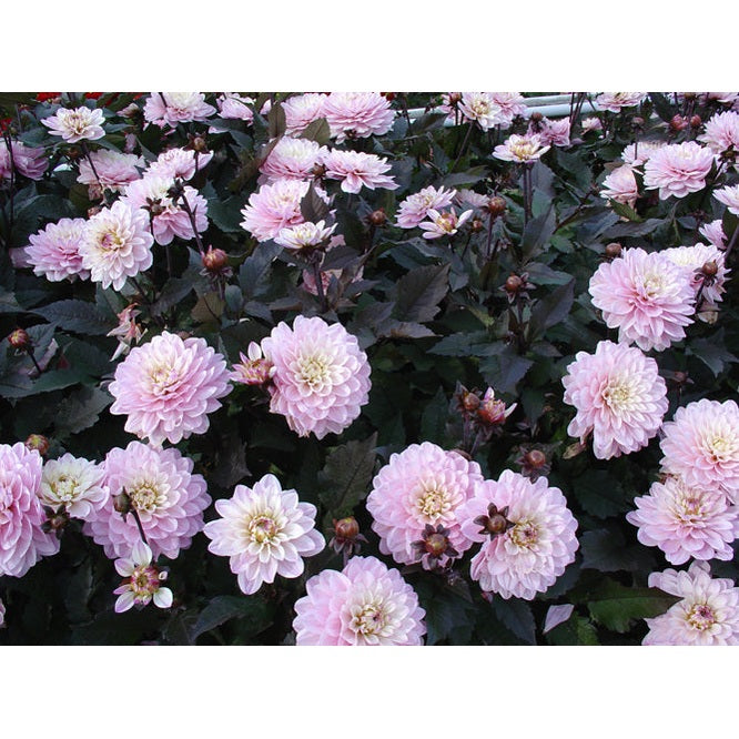 Dahlia Melody Harmony Dekorativ 1-pack NYHET