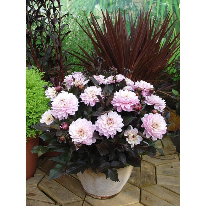 Dahlia Melody Harmony Dekorativ 1-pack NYHET