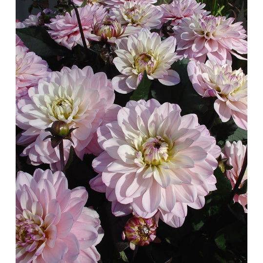 Dahlia Melody Harmony Dekorativ 1-pack NYHET