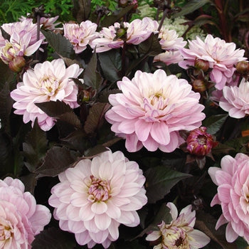 Dahlia Melody Harmony Dekorativ 1-pack NYHET