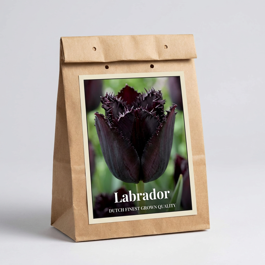 Tulpan Labrador 7-pack