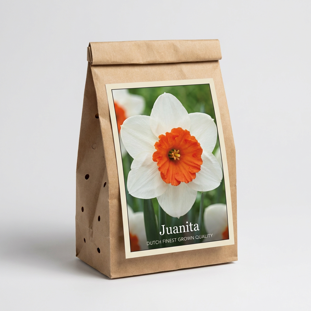 Narciss Juanita 5-pack