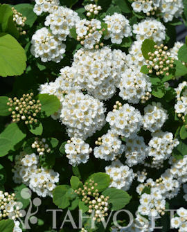 Björkspirea &