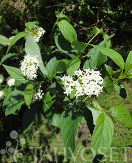 Guldornell Cornus alba subs. stolonifera &