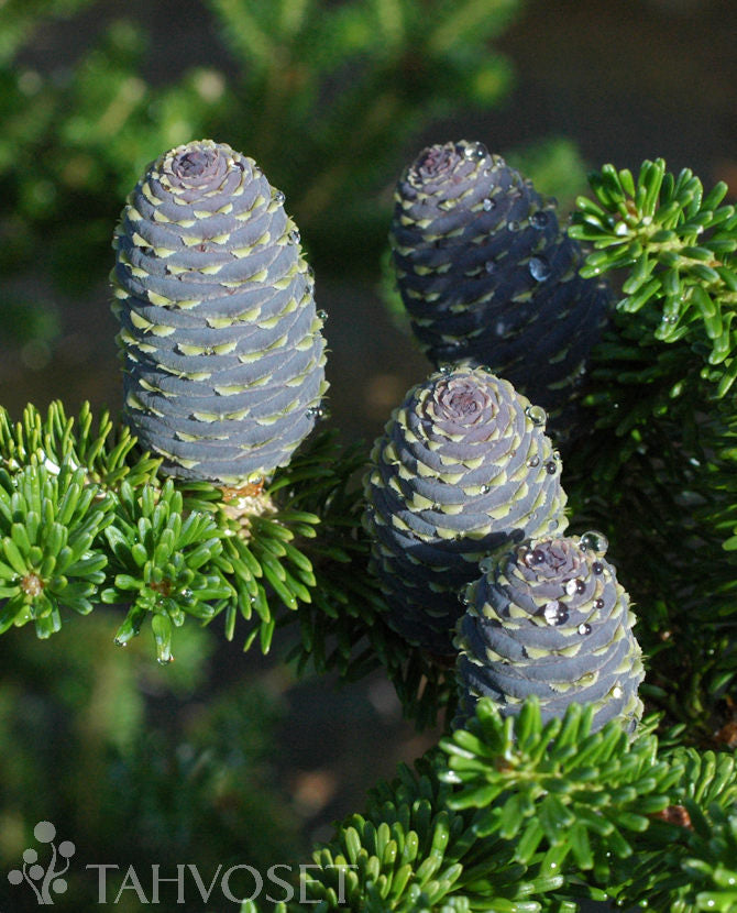 Koreagran Abies koreana 60-80 cm