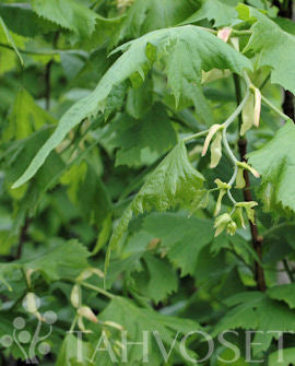 Tilia platyphyllos &