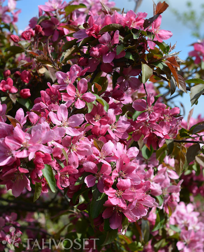 Purpurapel Malus &