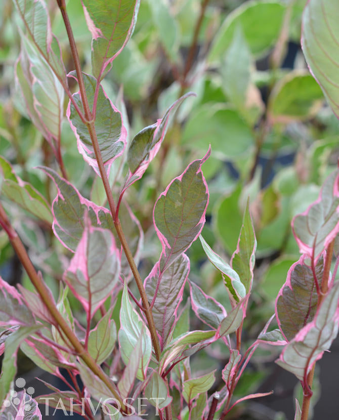 Rysk kornell MIRACLE (Cornus alba &
