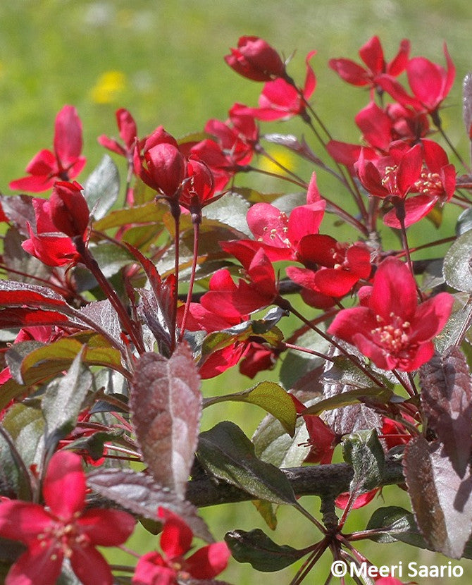 Purpurapel Malus &