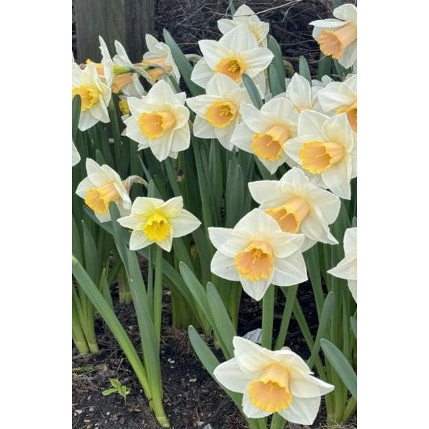 Narciss Salome 3-pack