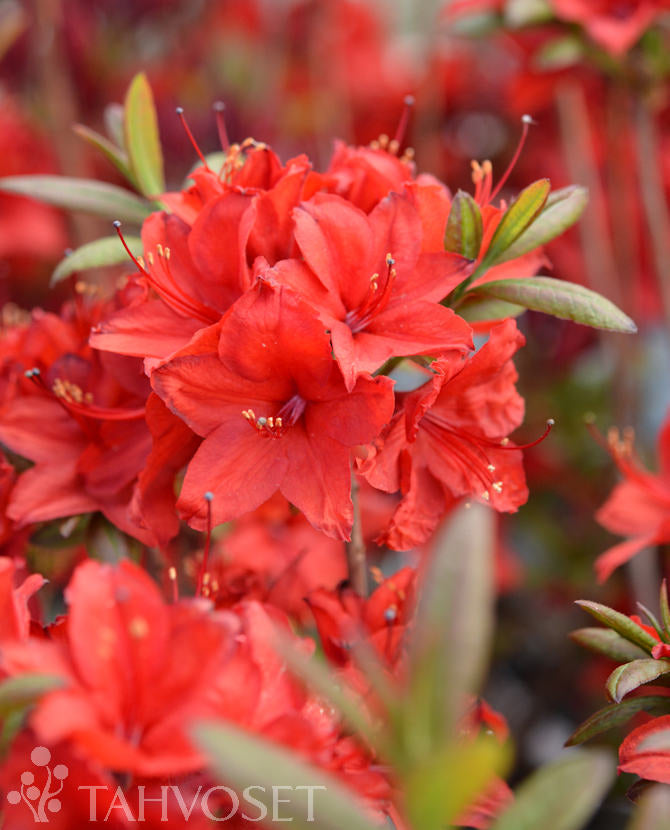 Parkazalea &