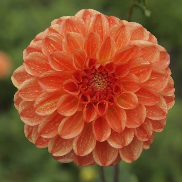 Dahlia Boll Orange Symphony 1-pack NYHET