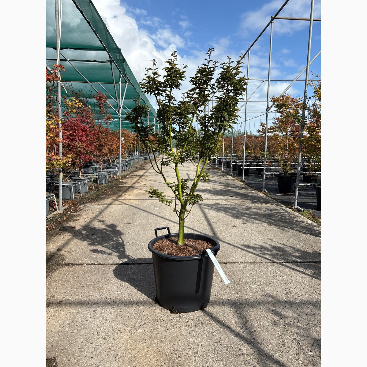 Japansk lönn – Acer pal. 'Shishigashira' - C30 100-125 CM