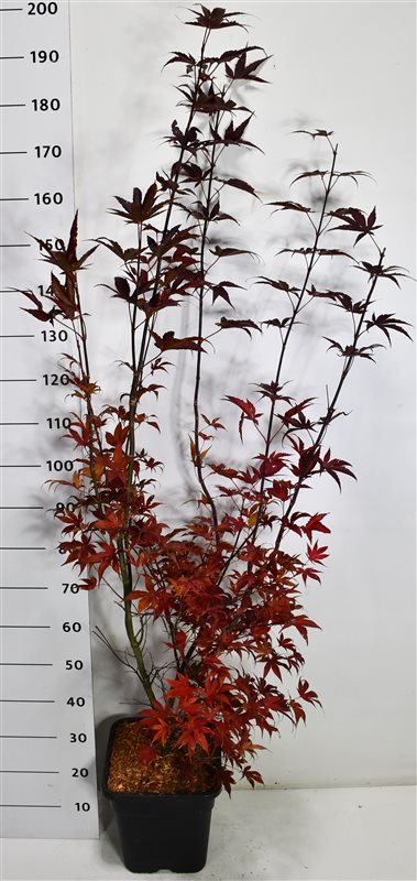 Japansk lönn – Acer palmatum &