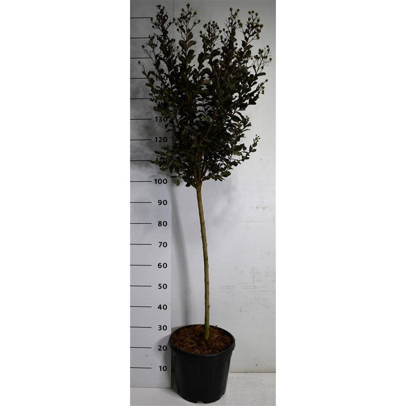 Lagerkrage – Lagerstroemia indica 'Coconut Sorbet' - 80 CM Stem C15