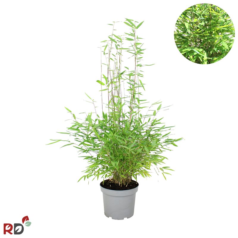 Fjäderbambu – Fargesia nitida 'Gansu 95/2' - C5 60-80 CM