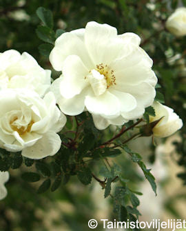 Midsommarros &
