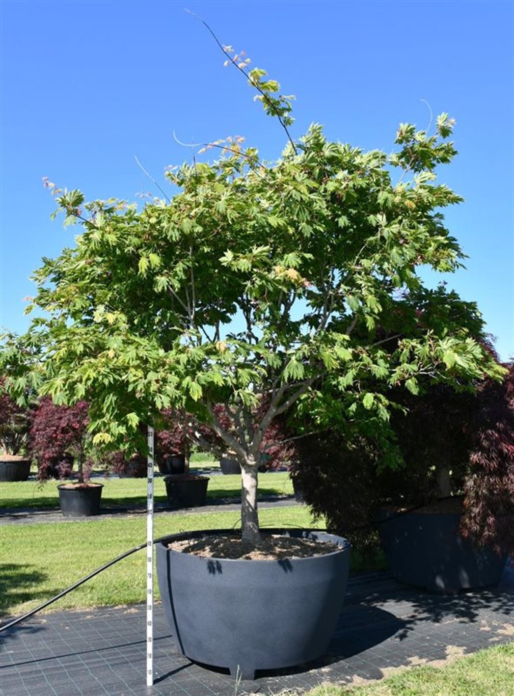 Japansk lönn – Acer palmatum &